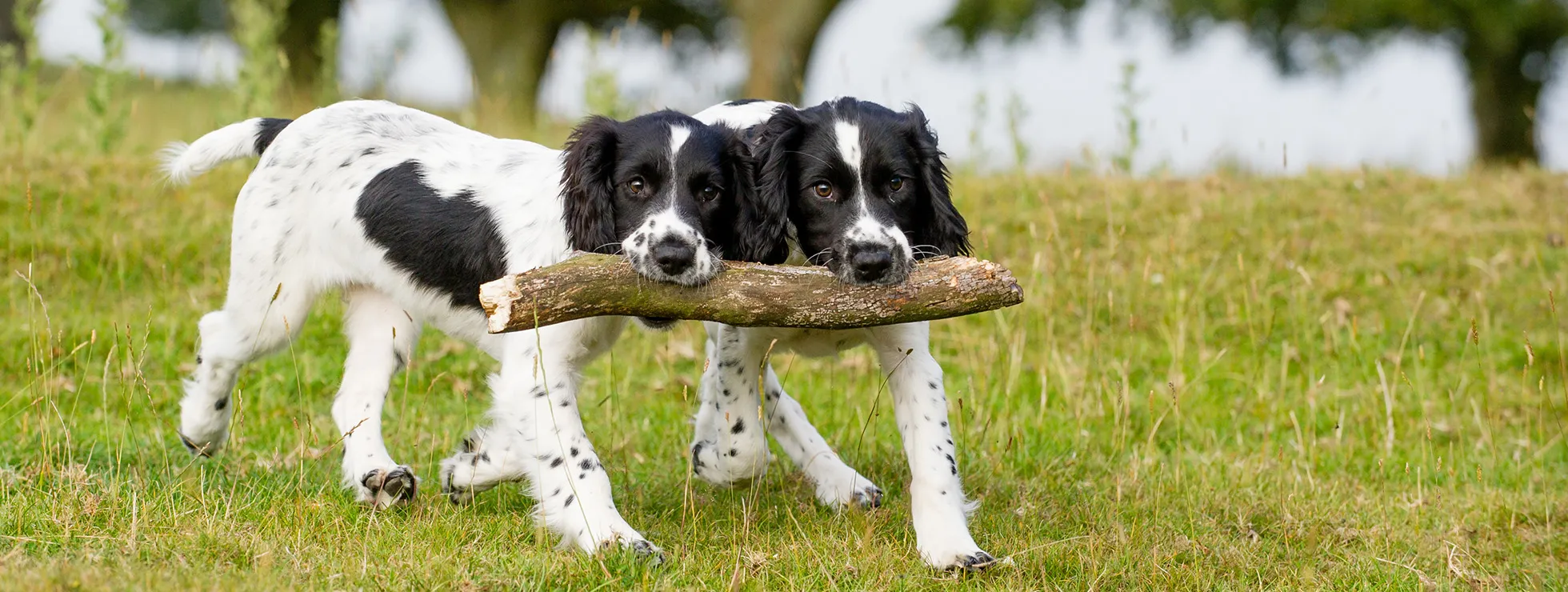 Two young spaniels carrying a large stick between them, in their mouths. Collaboration, Partnership, Mergers. 